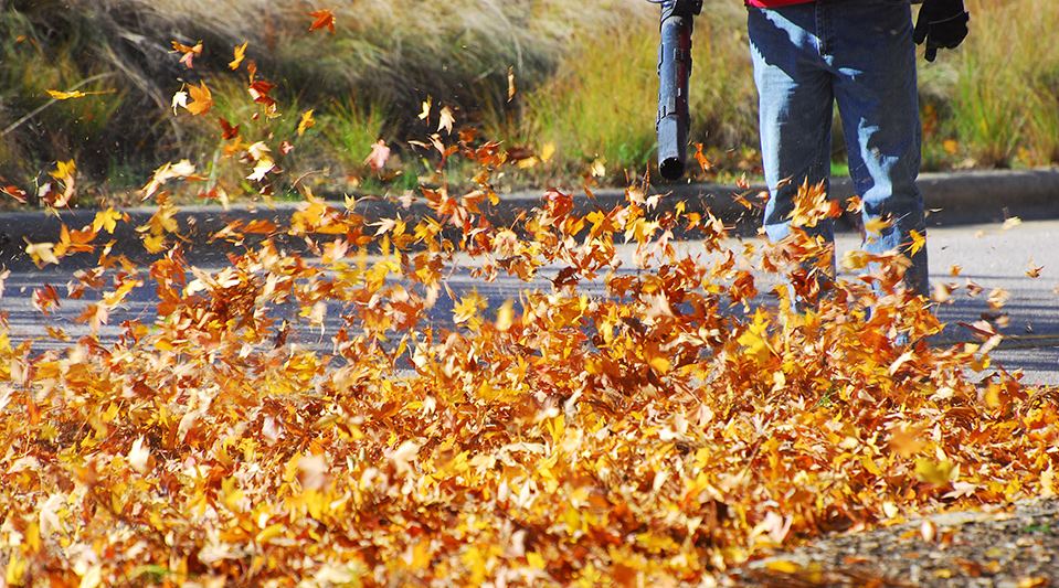 Fall Cleanup